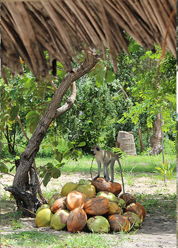 Affe am Chengeni Beach