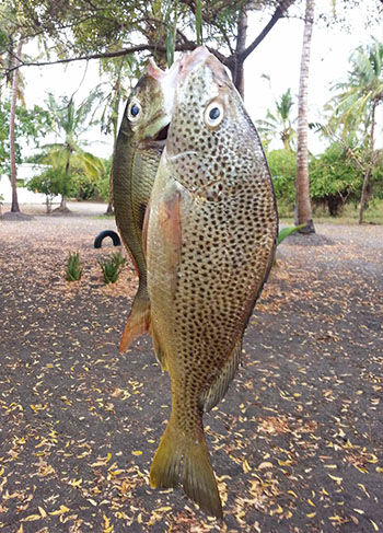 Frischer Fisch