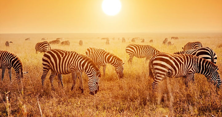 Zebras